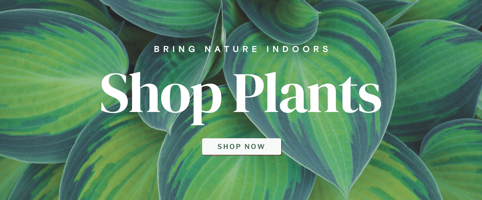 Natchez Florist Flower Delivery by Moreton's Flowerland